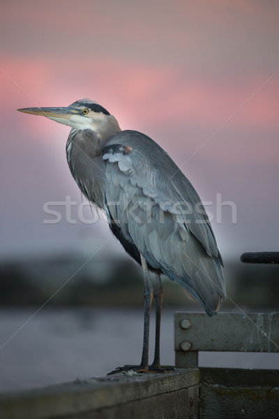 Great Blue Heron - Ardea Herodias Stock photo © yhelfman