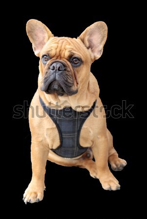 French Bulldog Puppy Male Brown Sitting Stock photo © yhelfman