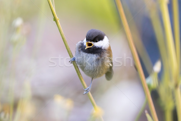 Chestnut-backed Chikadee (Poecile rufescens) whistling. Stock photo © yhelfman