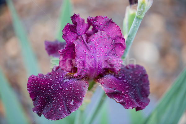 Purple Bearded Iris close-up in the rain Stock photo © yhelfman