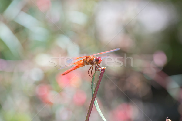 商業照片: 火焰 · 蜻蜓 · 關閉 · 昆蟲