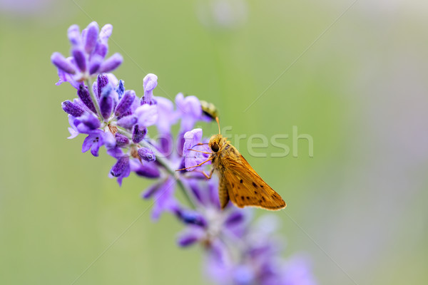 Fiery Skipper (Hylephila phyleus) male on Lavender. Stock photo © yhelfman