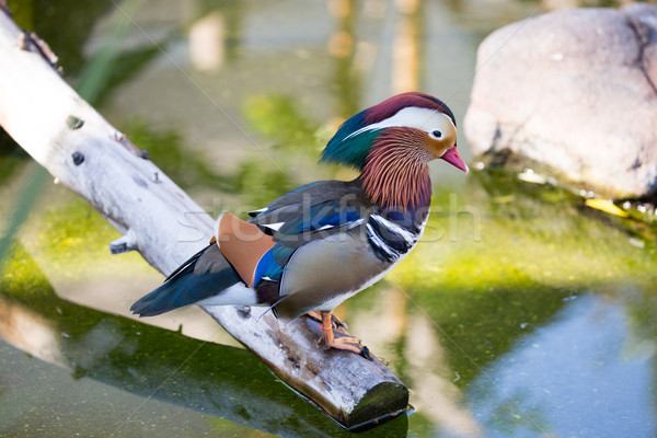 Foto stock: Mandarim · pato · masculino · espécies · natureza · azul