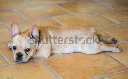 French Bulldog Puppy - Canis lupus familiaris Stock photo © yhelfman