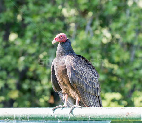 Turkey Vulture (Cathartes aura) Perching. Stock photo © yhelfman