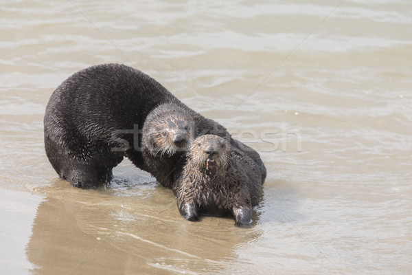 Playful Sea Otters Stock photo © yhelfman