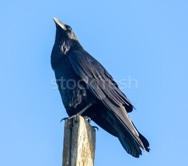 Stock photo: Common Raven (Corvus corax) perched on a pole