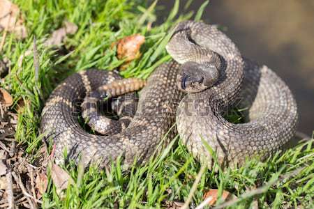 Northern Pacific Rattlesnake - Crotalus oreganus oreganus Stock photo © yhelfman