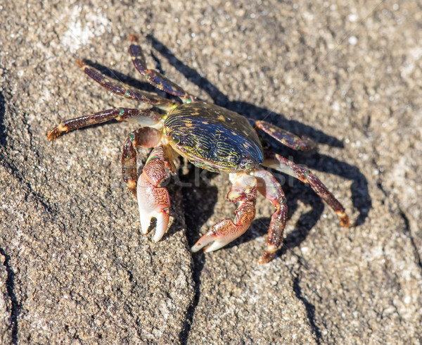 Striped (Lined) Shore Crab - Pachygrapsus crassipes. Stock photo © yhelfman