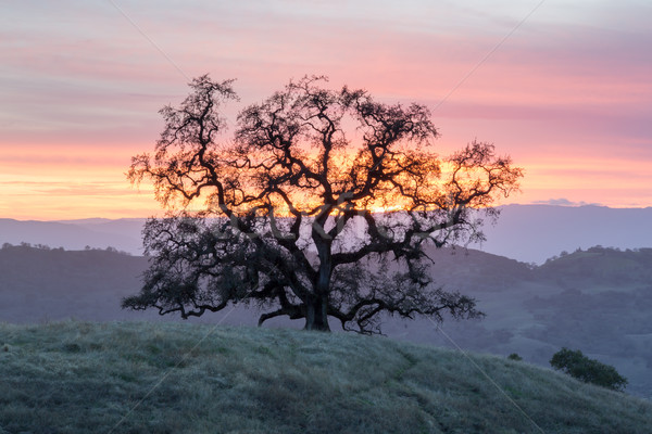 Sunset Oak Tree Silhouette Stock photo © yhelfman