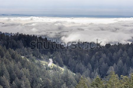 Forêt au-dessus nuages parc Californie USA [[stock_photo]] © yhelfman