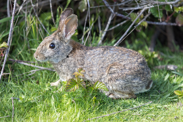 Alert Cottontail Rabbit - Sylvilagus Stock photo © yhelfman