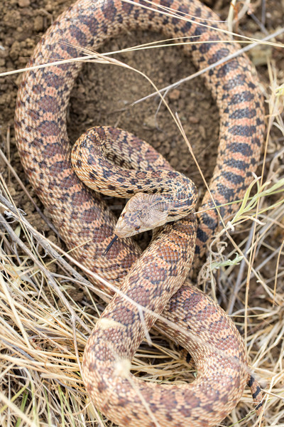 Stock photo: Pacific Gopher Snake (Pituophis catenifer catenifer) Adult in defensive posture.
