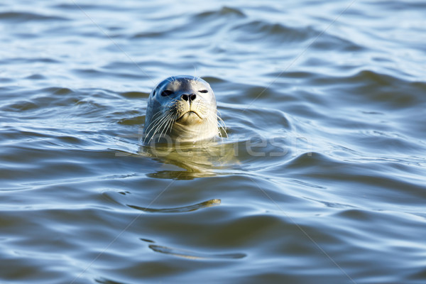 Curious Harbor Seal (Phoca vitulina) Peering Over. Stock photo © yhelfman