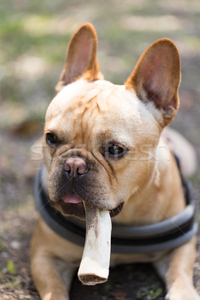 法國人 牛頭犬 咀嚼 骨 年輕 男 商業照片 © yhelfman