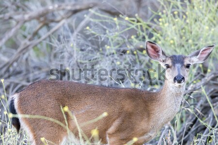 Young Black-tailed Deer (Odocoileus hemionus) Eating. Stock photo © yhelfman