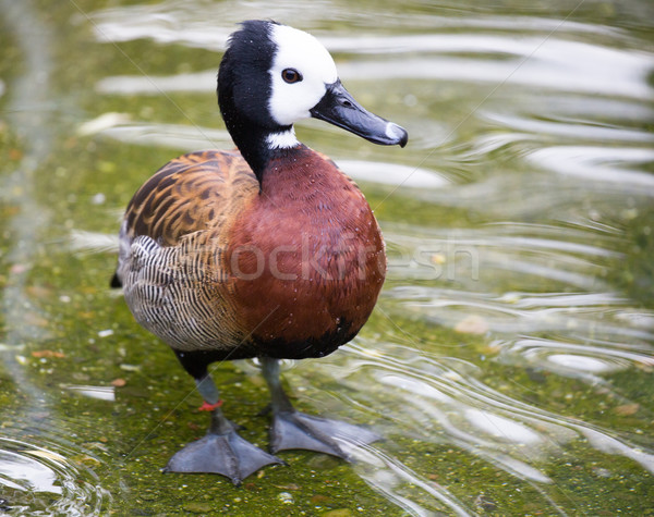 Stock foto: Ente · Afrika · Südamerika · Natur · Vogel · grünen