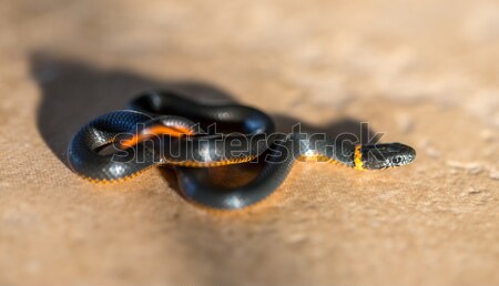 Pacific Ring-necked Snake - Diadophis punctatus amabilis. San Francisco East Bay, California, USA Stock photo © yhelfman