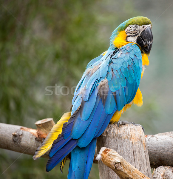 Blue and Gold Macaw (Ara ararauna) Stock photo © yhelfman