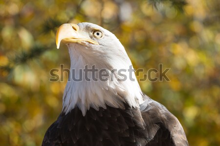 American Bald Eagle (Haliaeetus leucocephalus) Stock photo © yhelfman