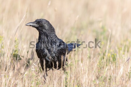 Stock photo: American Crow (Corvus brachyrhynchos) in the field.
