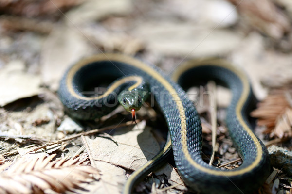 Mikulás juvenilis harisnyakötő kígyó hegyek állat Stock fotó © yhelfman