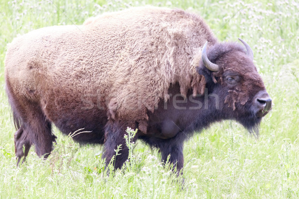 American Bison (Buffalo) Cow grazing. Stock photo © yhelfman