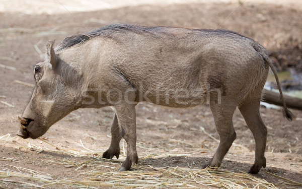 Common Warthog (Phacochoerus africanus) Stock photo © yhelfman