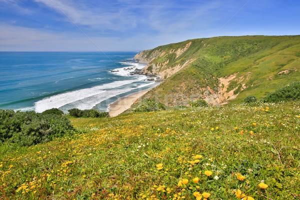 Ocean punkt szlak wiosną kwiaty Zdjęcia stock © yhelfman