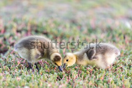 Canada Goslings (Branta Canadensis) Eating Grass Stock photo © yhelfman