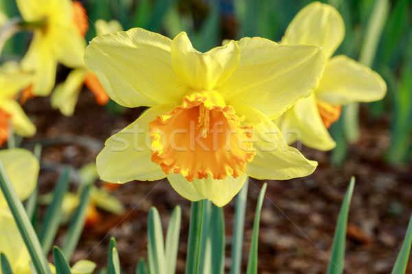 Daffodil (Narcissus sp.) in bloom Stock photo © yhelfman