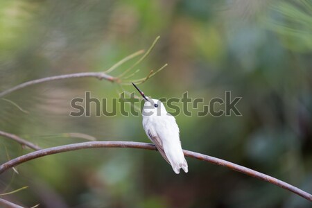 Rare Leucistic Anna's Hummingbird (Calypte anna) perched on a branch.  Stock photo © yhelfman