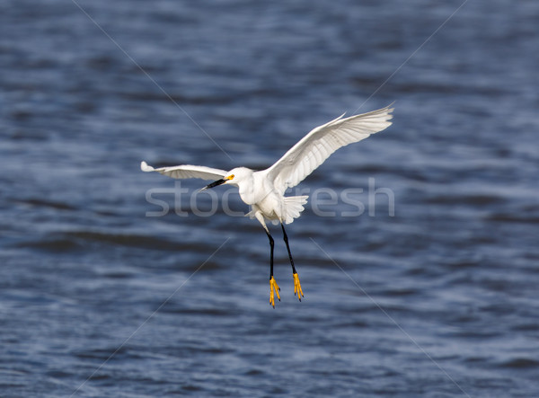 Aterizare apă natură pană alb Imagine de stoc © yhelfman