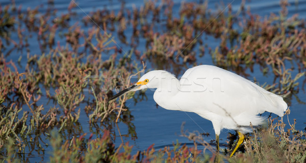 Snowy Egret foraging in low-tide bay water Stock photo © yhelfman