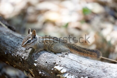 [[stock_photo]]: Tamia · parc · Californie · cute · brun