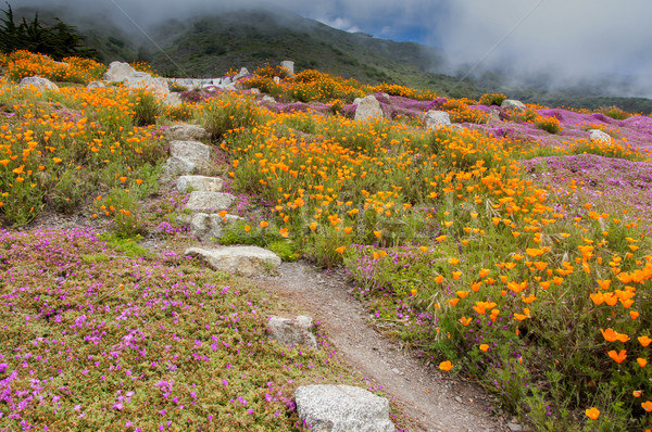 Stairway To Heaven Stock photo © yhelfman