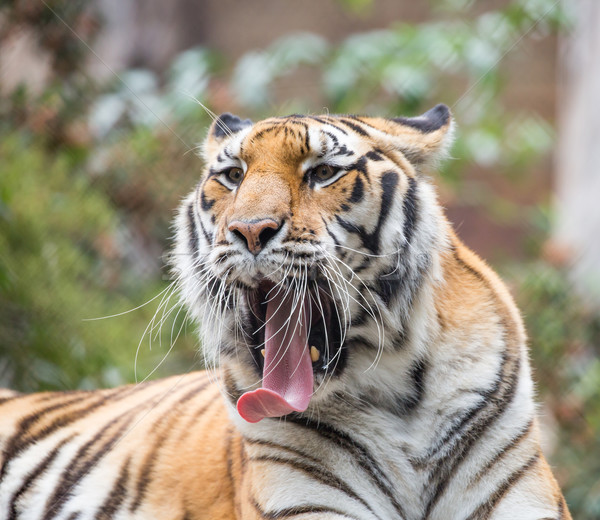 Tigre cat specie corpo lunghezza Foto d'archivio © yhelfman