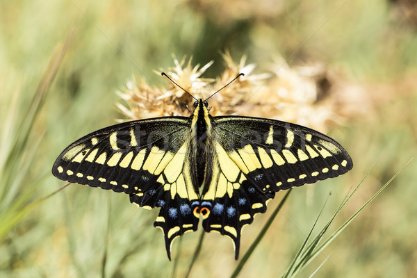 Anise Swallowtail (Papilio zelicaon) nectaring. Stock photo © yhelfman