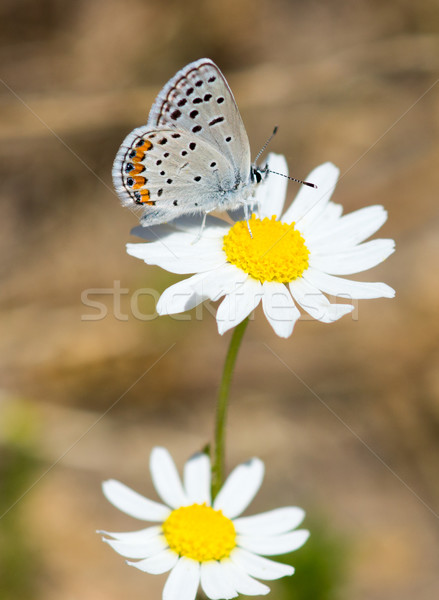 California Hairstreak butterfly on Daisy flower Stock photo © yhelfman