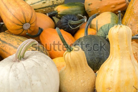 Variety of Pumpkin and Squash on a Pumpkin Patch stand in Northern California Stock photo © yhelfman