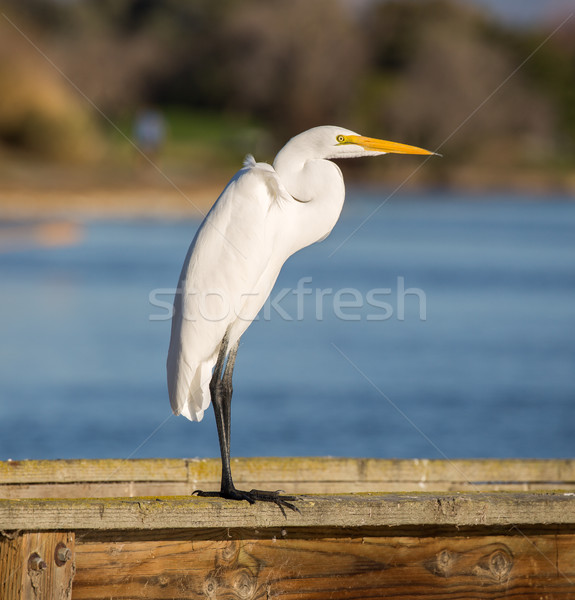 Great Egret, Common Egret, Large Egret, Great White Heron - Ardea alba Stock photo © yhelfman