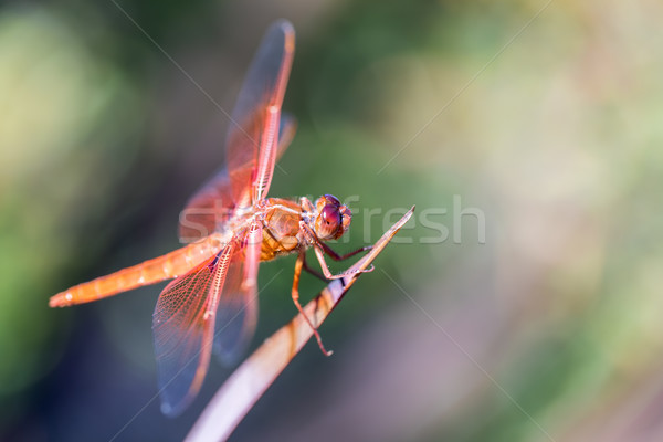 пламени фейерверк Dragonfly лист Сток-фото © yhelfman