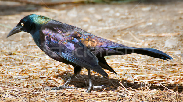 Stock photo: Common Grackle walking on dry Pine tree twigs