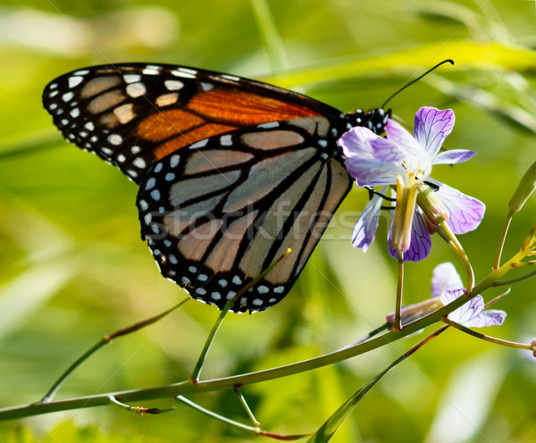 Monarch butterfly drinks flower nectar Stock photo © yhelfman