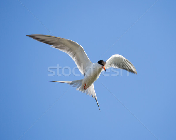 Forster's tern (Sterna forsteri) in flight Stock photo © yhelfman