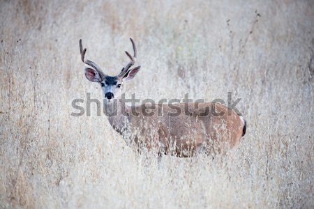Black-tailed Deer (Odocoileus hemionus) in the weeds. Adult, Male Stock photo © yhelfman
