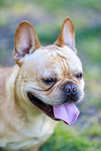 Young French Bulldog Male Cream Headshot. Stock photo © yhelfman