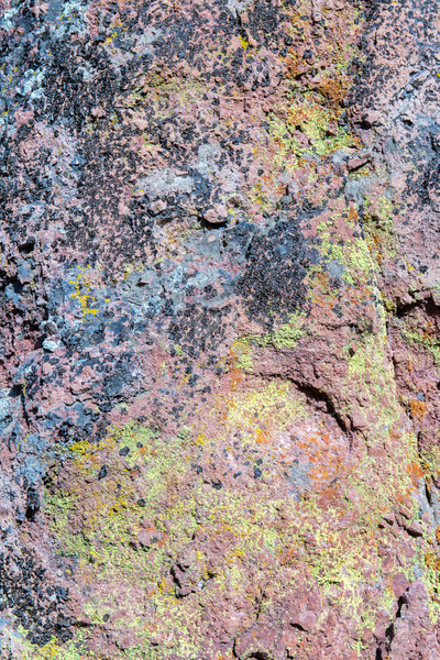 Mixture of moss, algae and lichen on volcanic rock. Stock photo © yhelfman