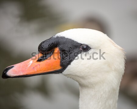 Mute Swan, Cygnus olor, Adult, close-up Stock photo © yhelfman