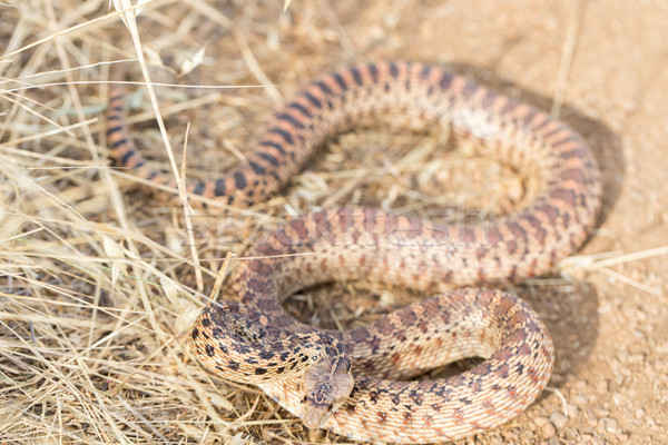змеи взрослый трава грязи макроса Сток-фото © yhelfman
